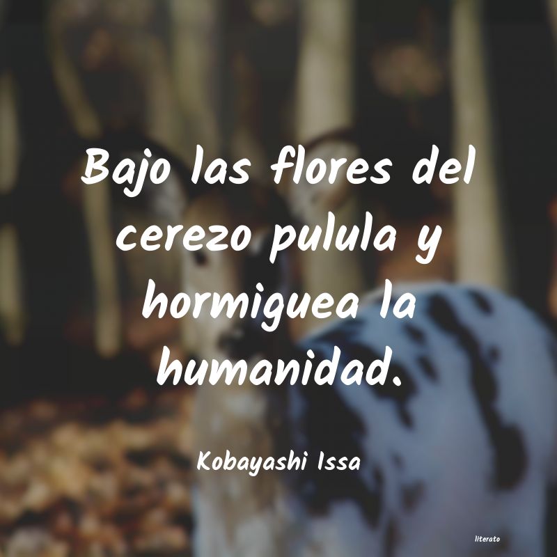 frases de Kobayashi Issa