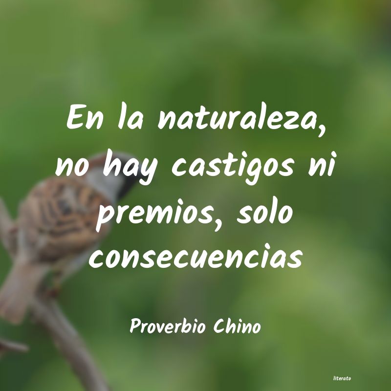 Frases de Proverbio Chino