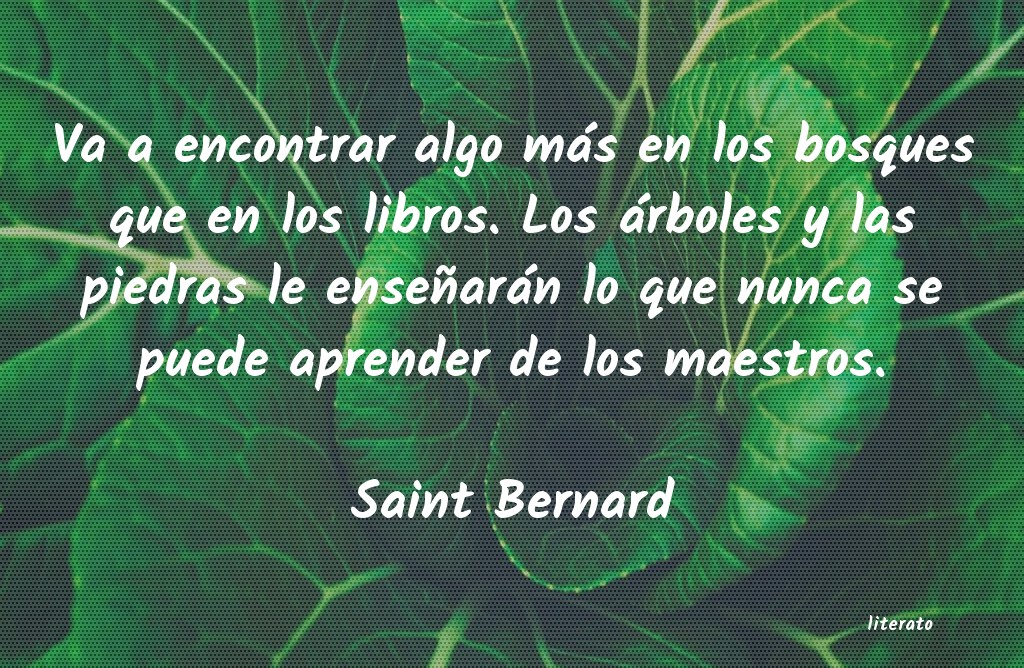 frases de Saint Bernard