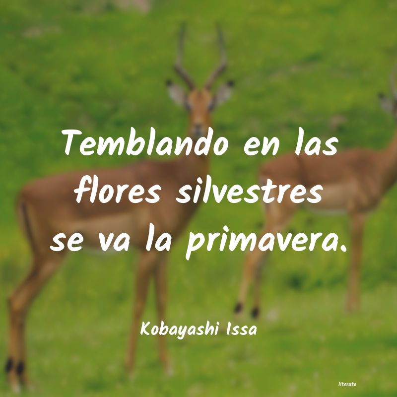 frases de Kobayashi Issa
