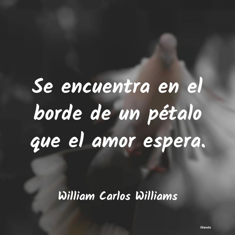 Frases de William Carlos Williams