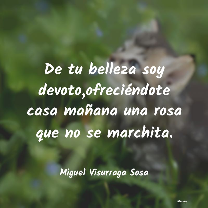 Frases de Miguel Visurraga Sosa