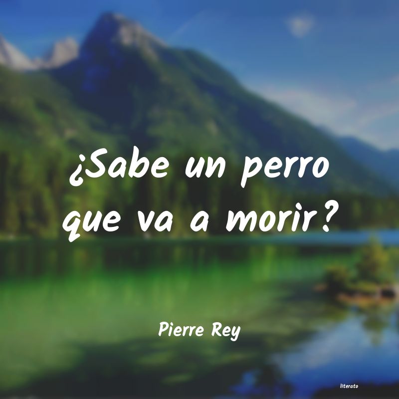 Frases de Pierre Rey