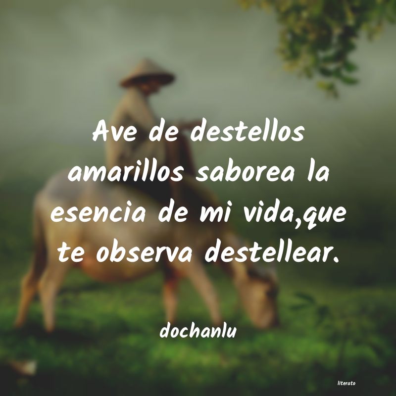 Frases de dochanlu