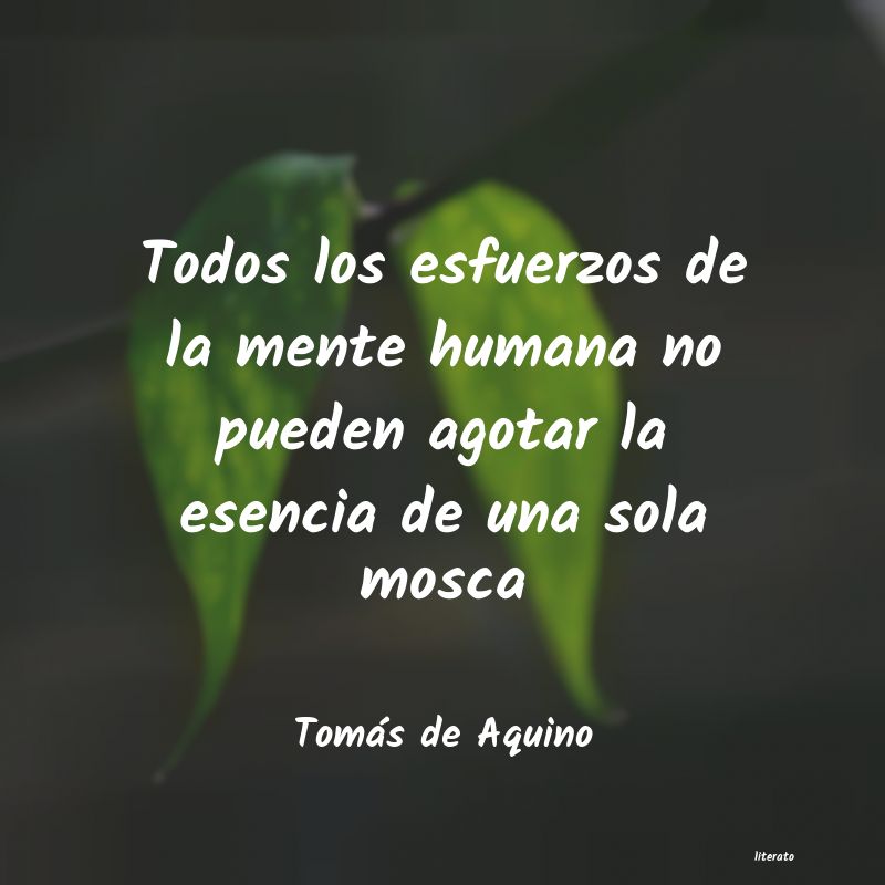 Frases de Tomás de Aquino