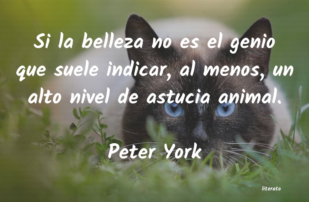 Frases de Peter York