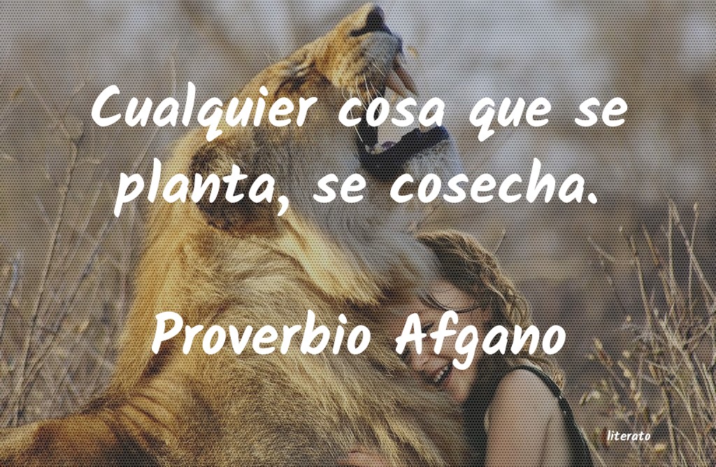 Frases de Proverbio Afgano