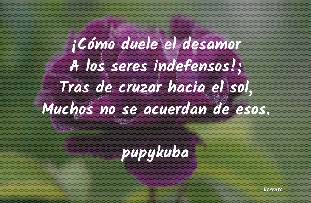 Frases de pupykuba