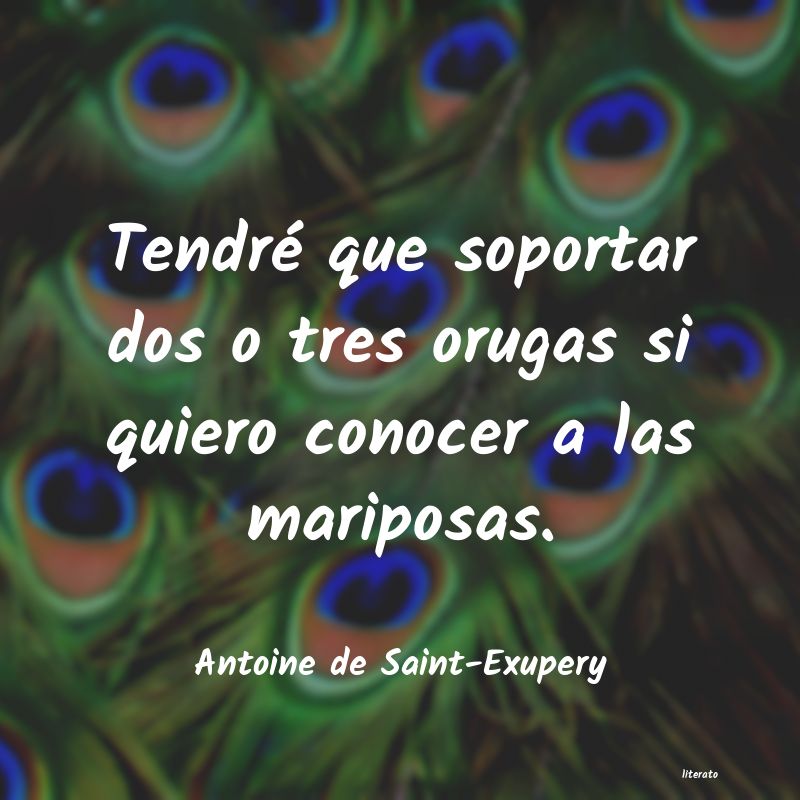 querer conocer