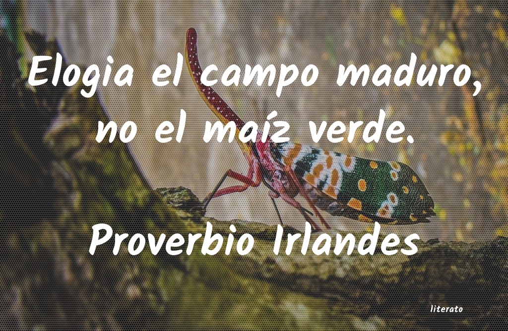 Frases de Proverbio Irlandes