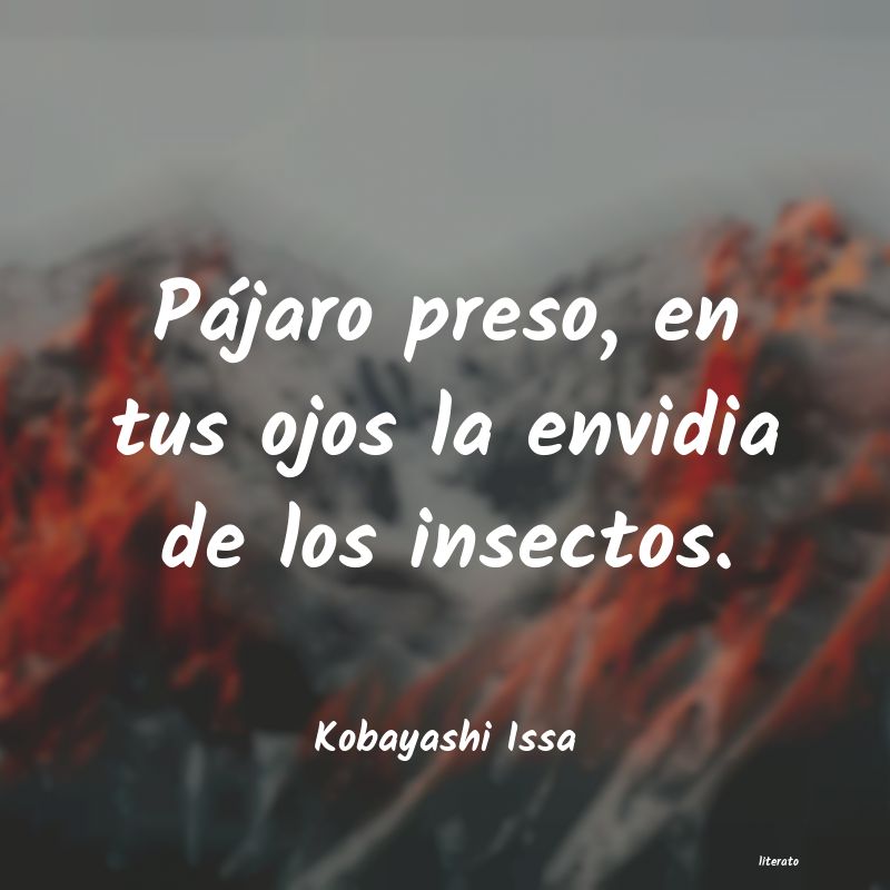 frases de Kobayashi Issa