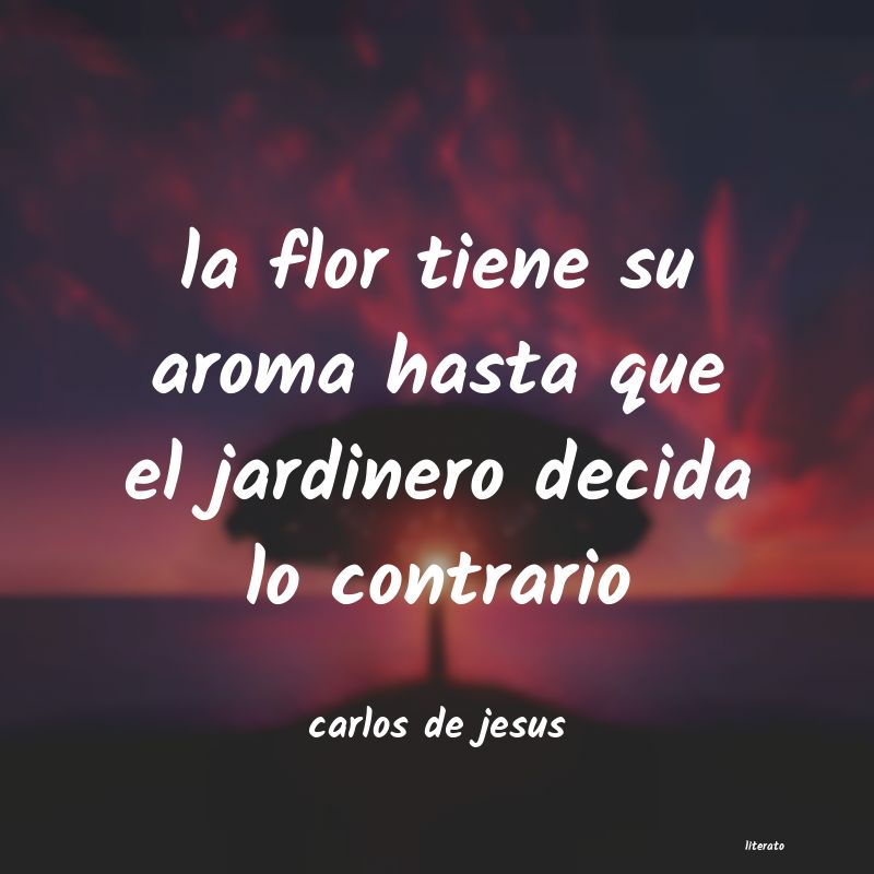 frases de carlos de jesus
