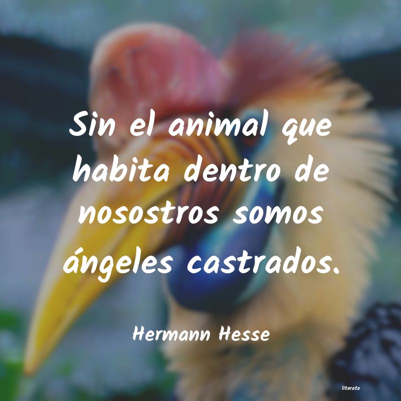 Frases de Hermann Hesse