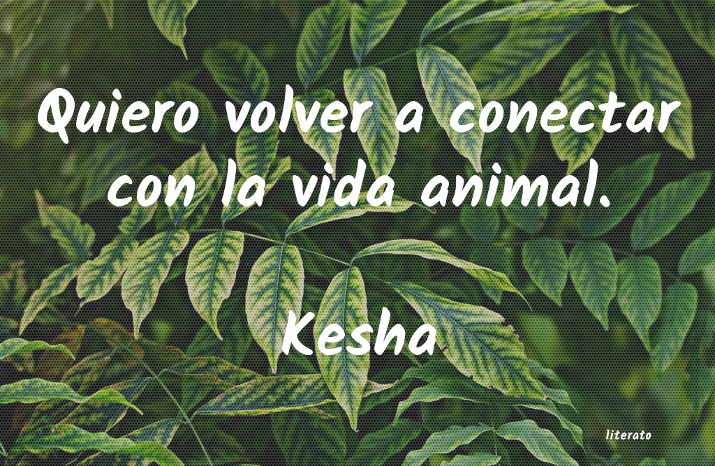 frases de Kesha