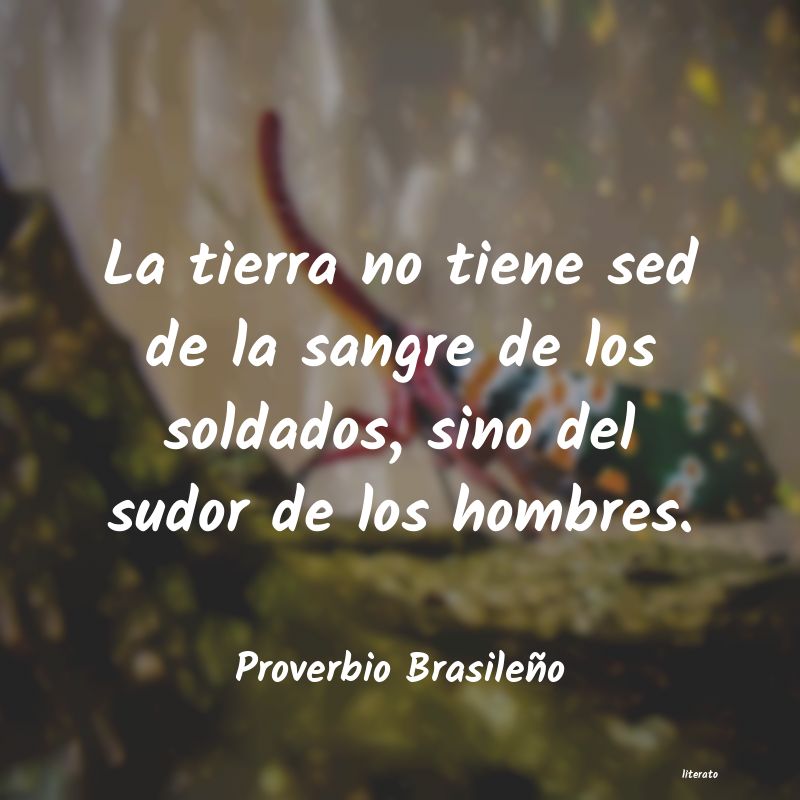 Frases de Proverbio Brasileño