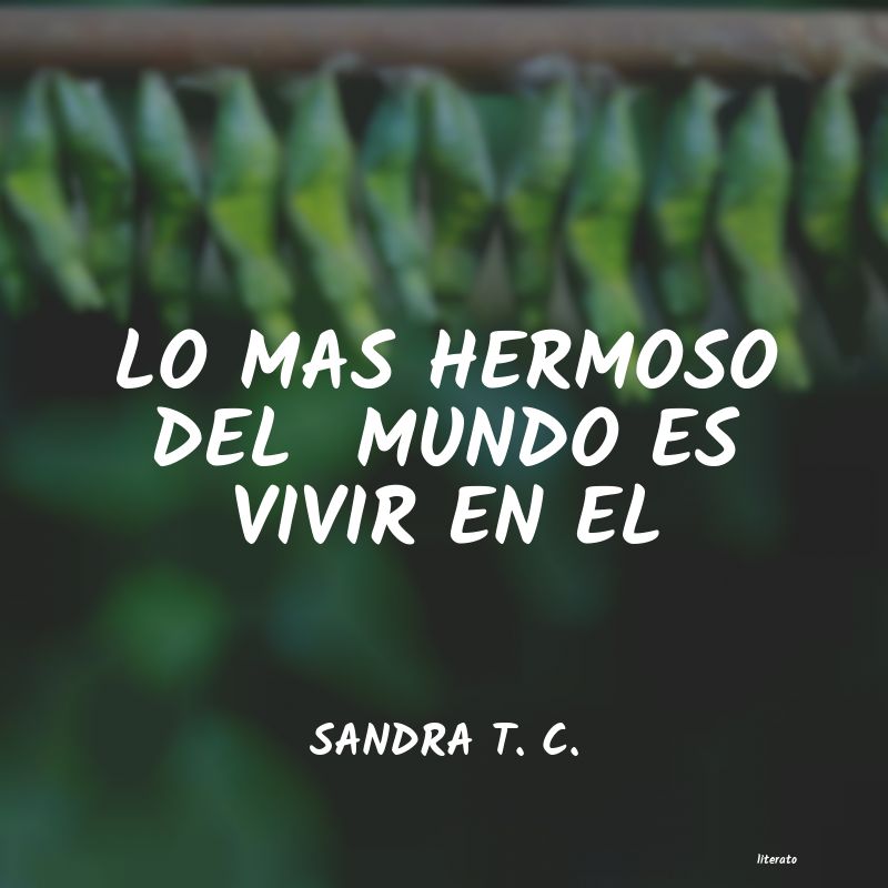 frases de SANDRA T. C.