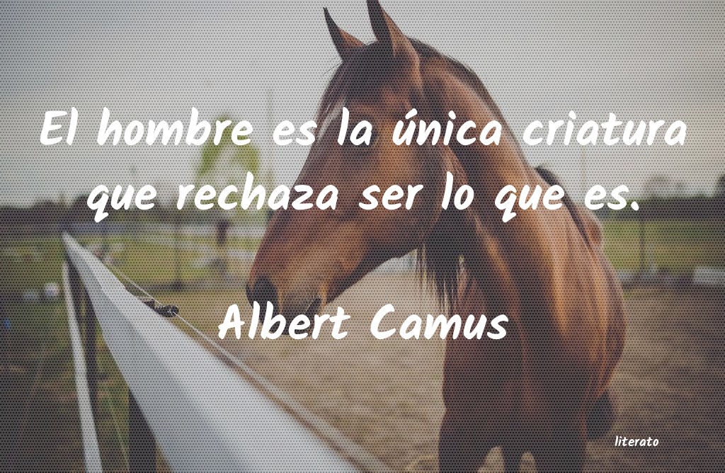 frases de Albert Camus