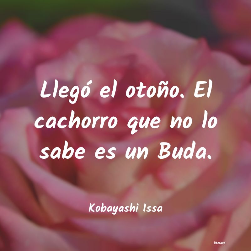 frases de Kobayashi Issa
