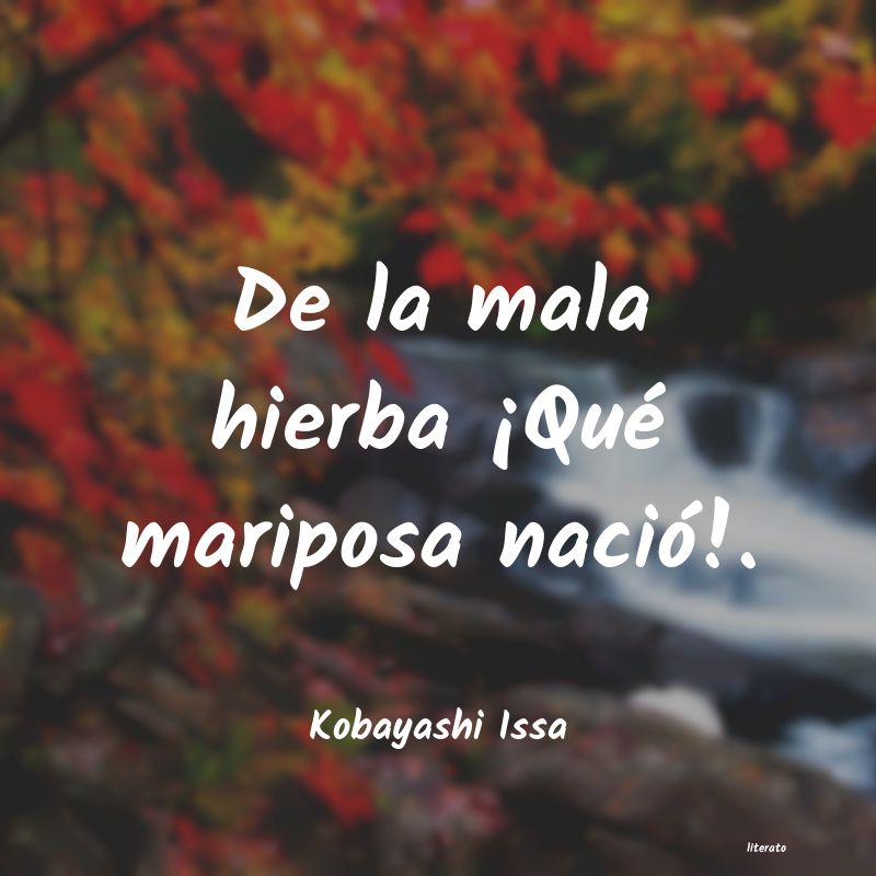 frases de Kobayashi Issa