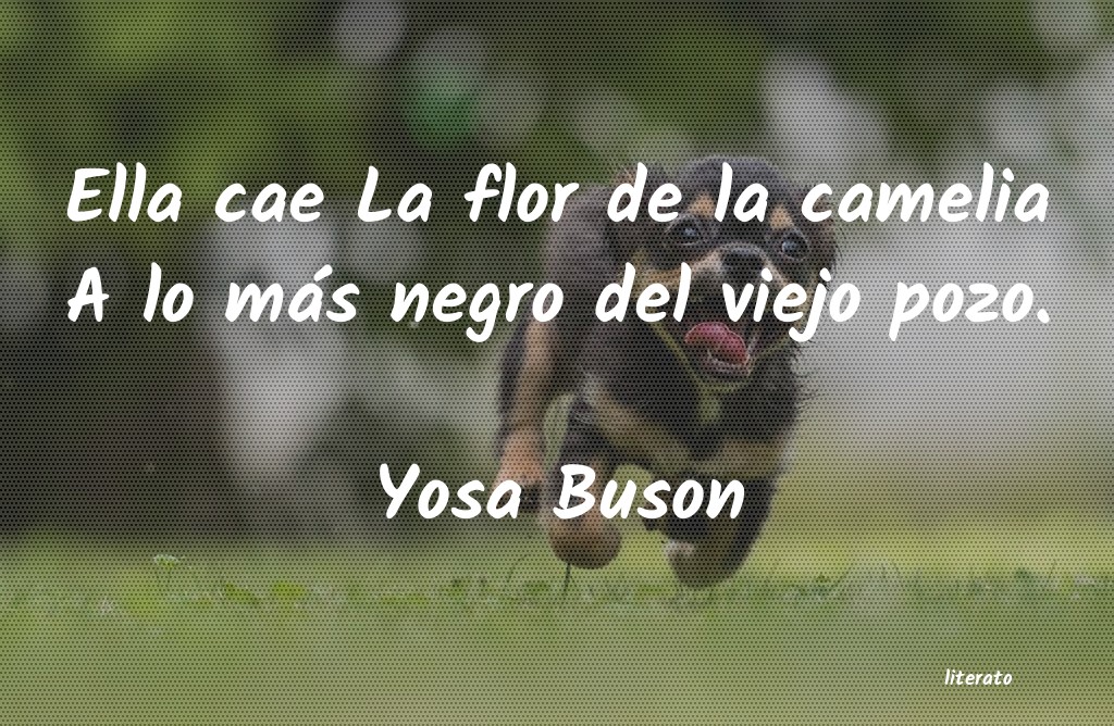 Yosa Buson: Ella cae La flor de la camelia