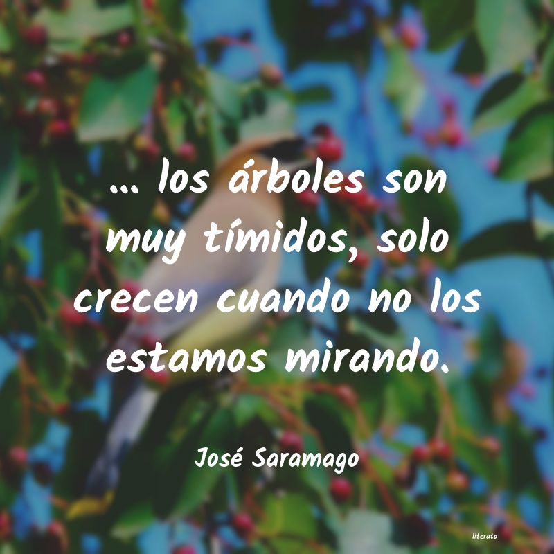 frases para cuidar los arboles